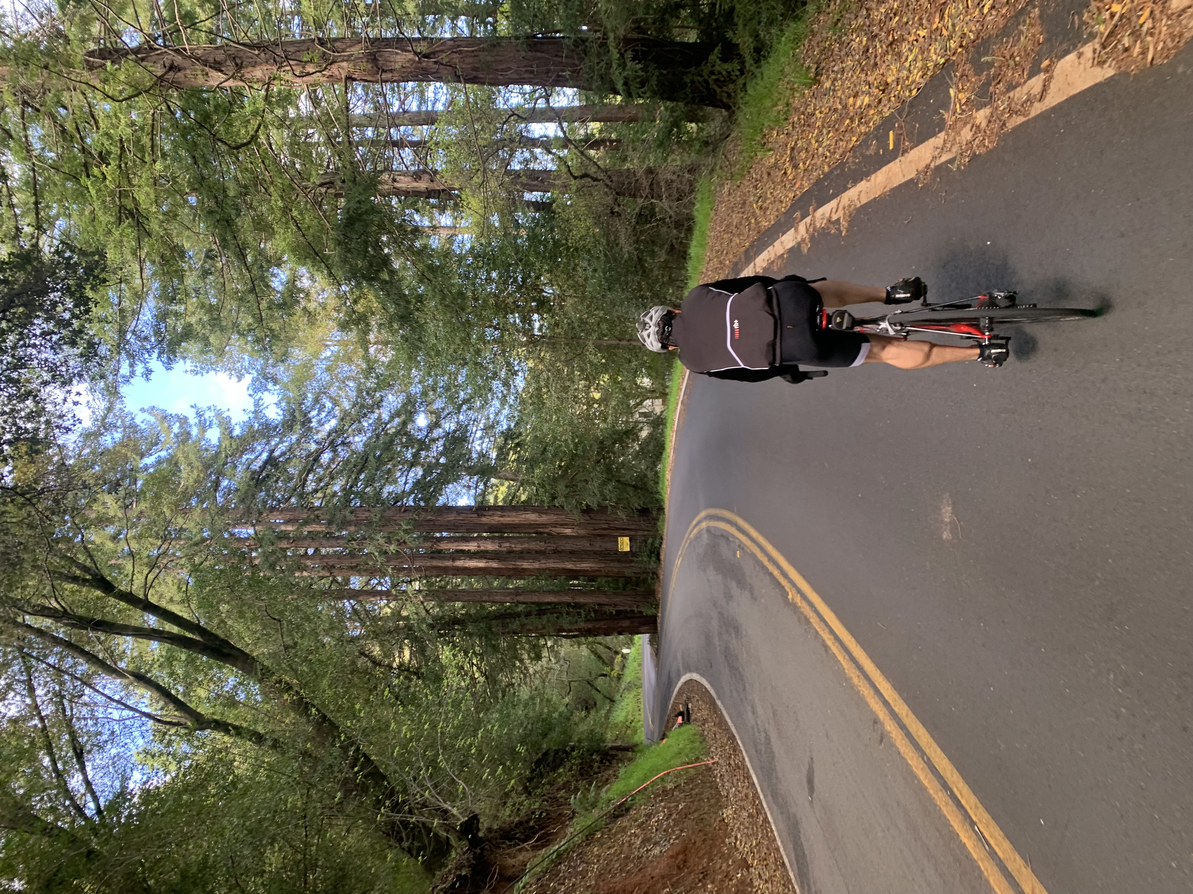 Cycling through the redwoods
