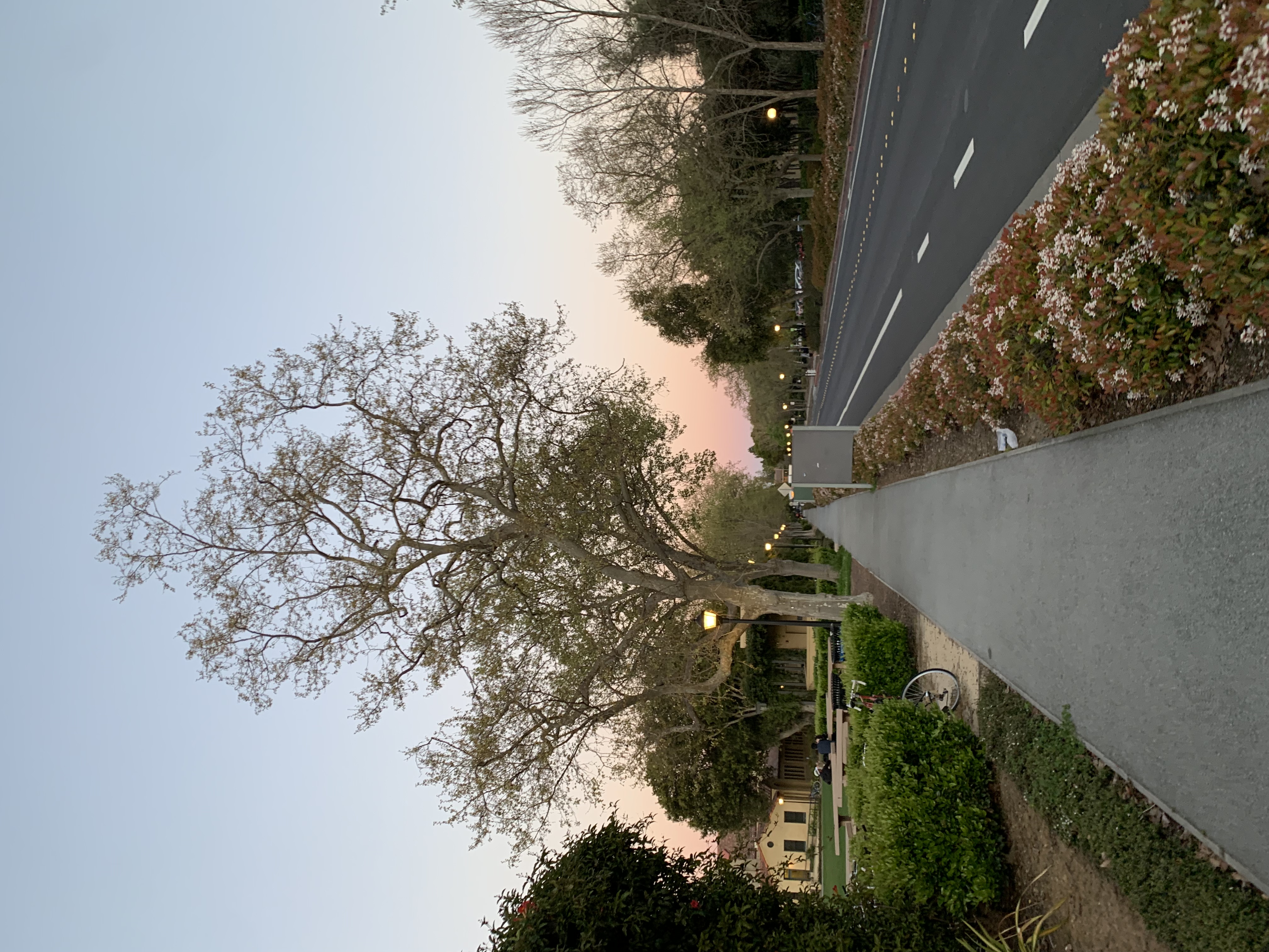 Sunset on the Stanford campus